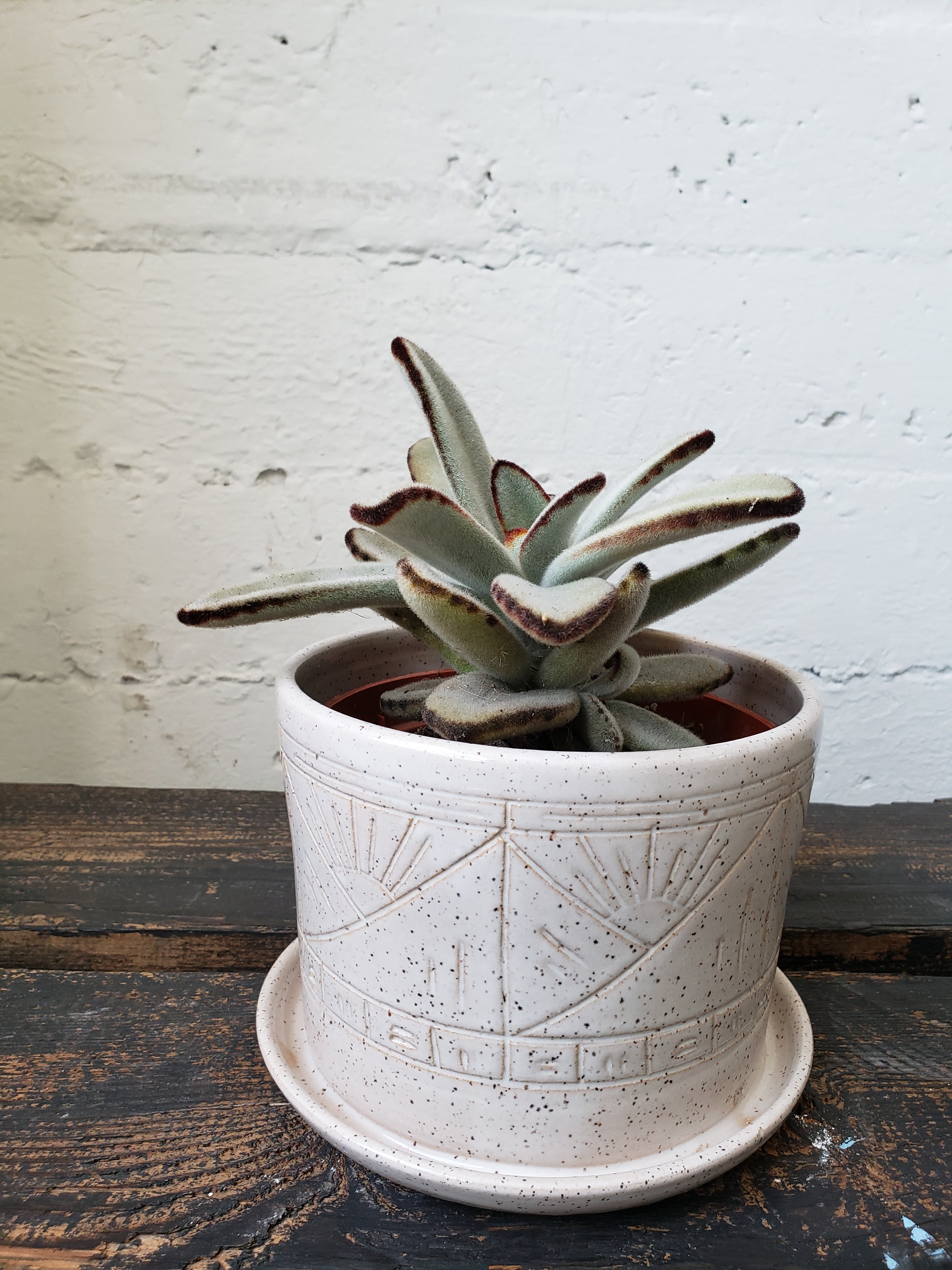 Tabletop Planter - Speckled White Suns and Mountains
