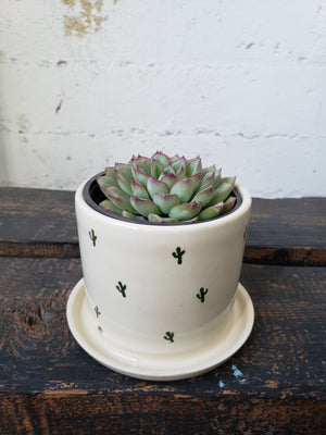 SALE Tabletop Planter - Cactus